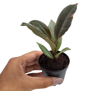 2" Custom Asst: Ficus Ruby